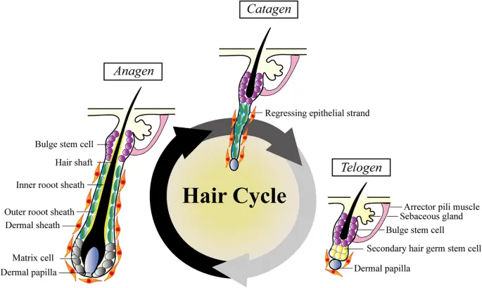 papel das células-tronco na função dos folículos capilares e no crescimento do cabelo