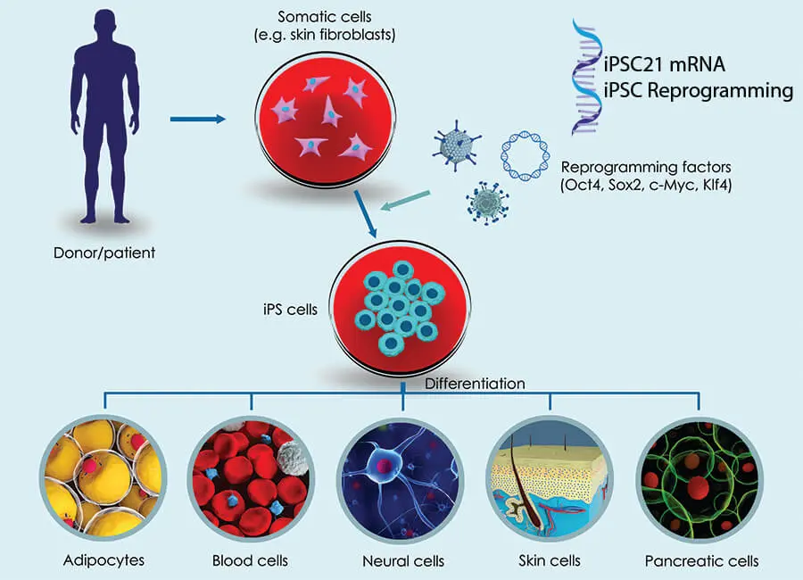 reprogramação de célula adulta em iPSCs