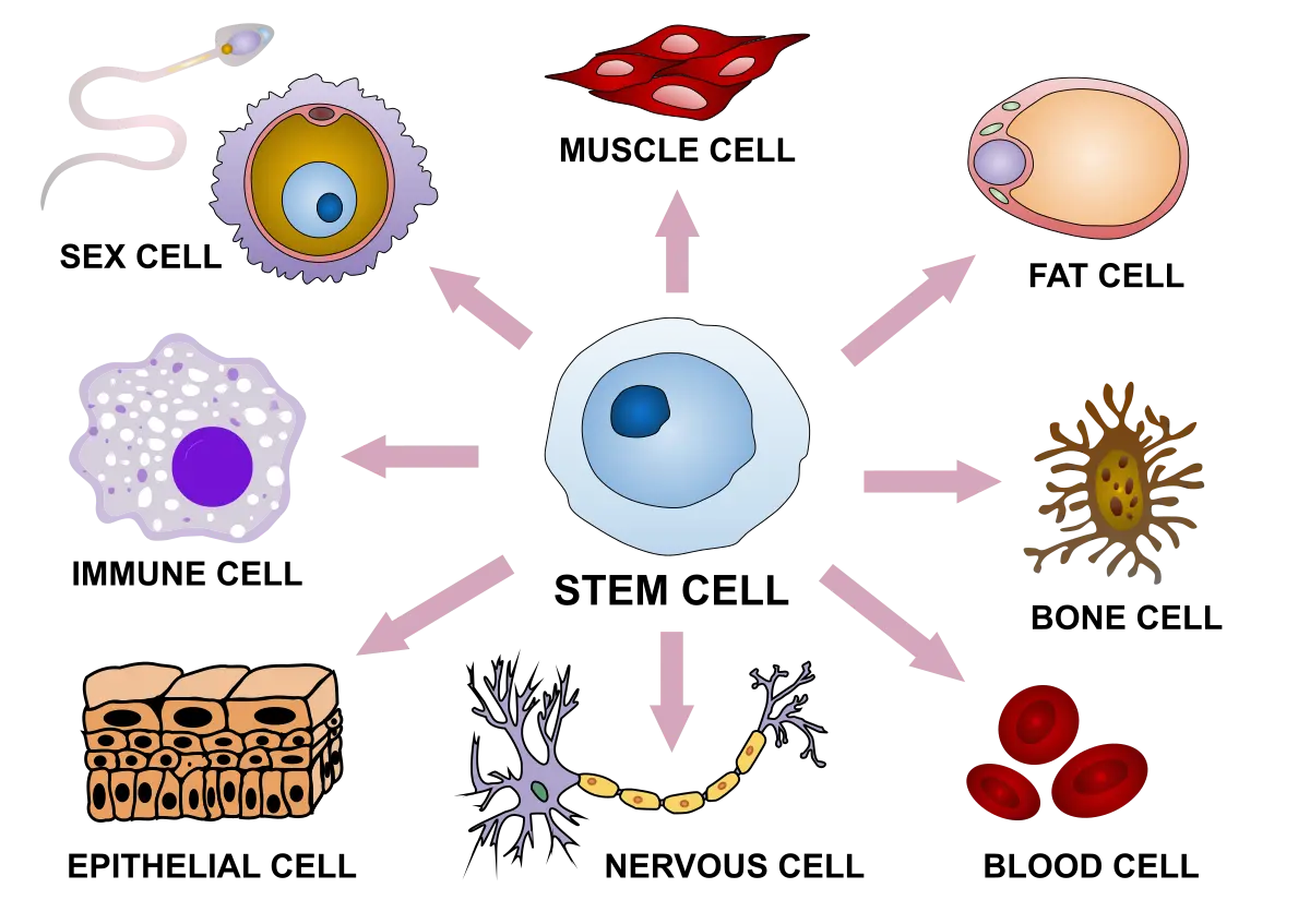 Um diagrama ilustrando como as células-tronco se diferenciam em células especializadas