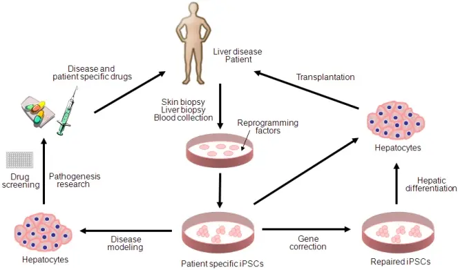 Uma representação gráfica da diferenciação de células-tronco e sua potencial aplicação no tratamento de doenças hepáticas