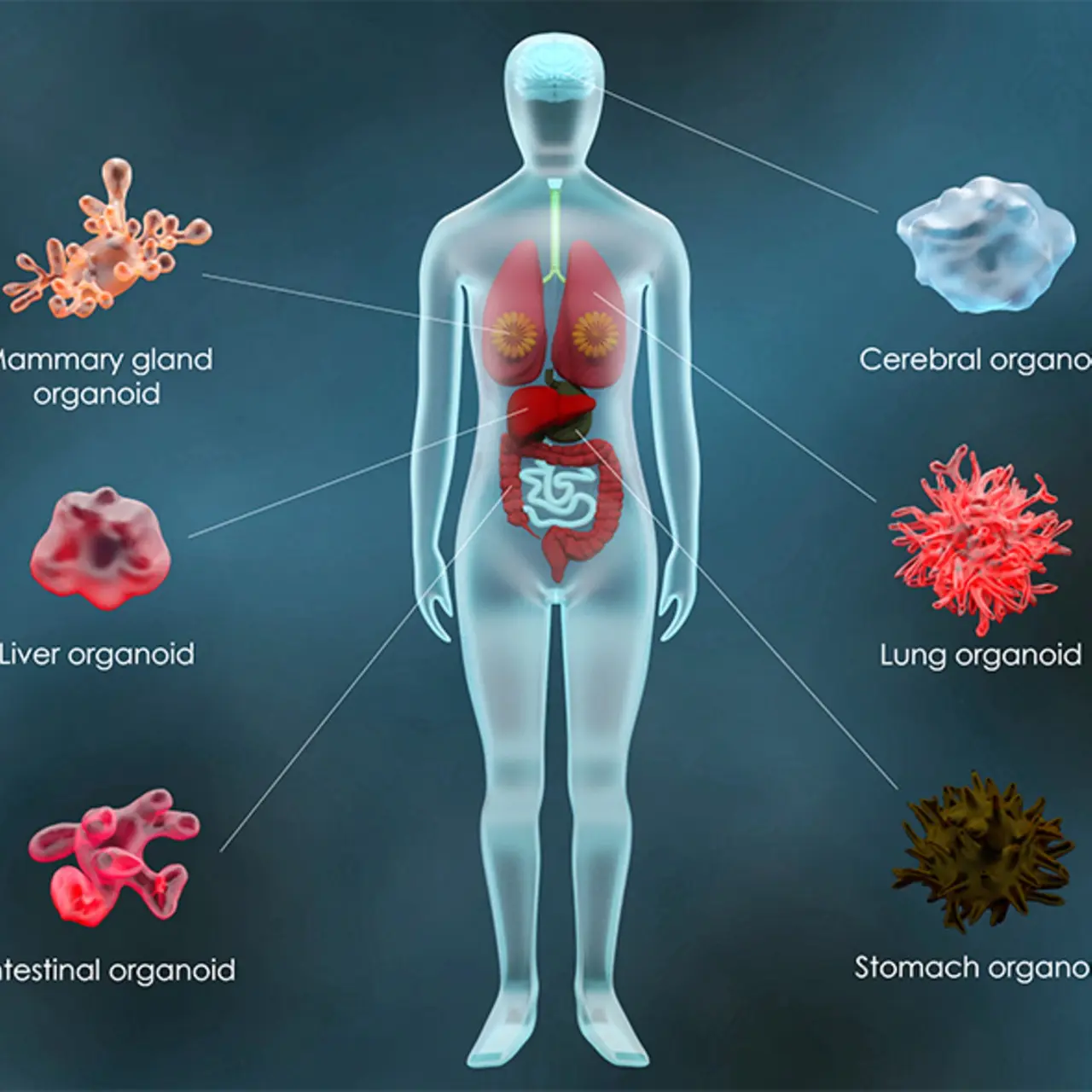 Um infográfico ilustrando as várias doenças tratadas com terapia de células-tronco