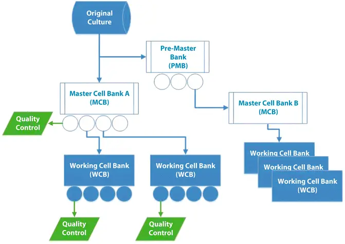 Um infográfico mostrando as etapas do processamento e da diferenciação das células-tronco e as medidas de controle de qualidade implementadas