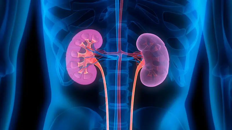 Como a Terapia com Células-Tronco Pode Revolucionar o Tratamento Renal