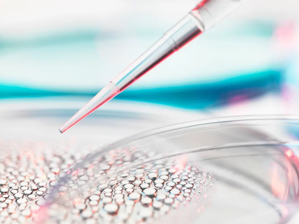 Pesquisa com células-tronco, pipetando amostra em placa de Petri contendo células-tronco para pesquisa médica