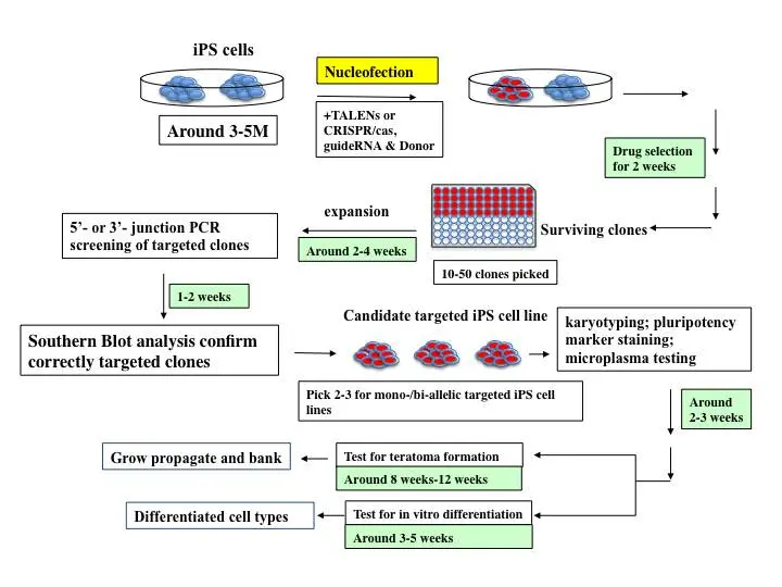 Representação gráfica do processo de engenharia de iPSCs.