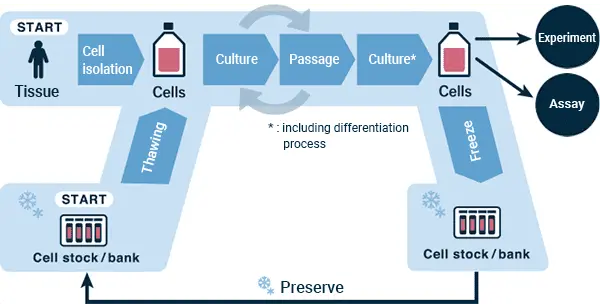 Imagem mostrando o processo de cultivo de células-tronco em um laboratório