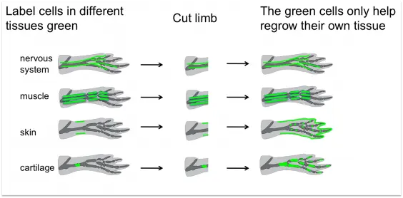 Um diagrama ilustrando o processo de regeneração no corpo humano