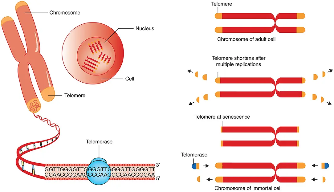 Um gráfico ilustrativo mostrando como as células-tronco podem impactar o comprimento dos telômeros, afetando assim o envelhecimento
