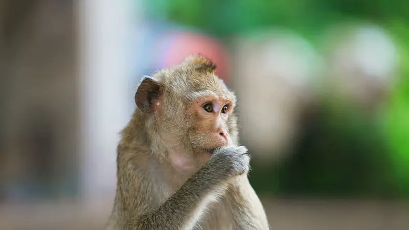 Tratamento Inovador de Lesão Medular em Macaco