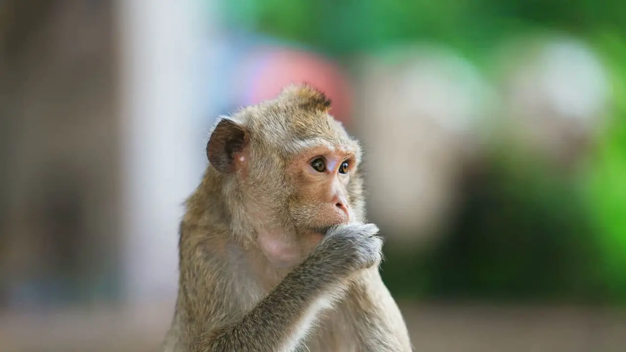 Tratamento Inovador de Lesão Medular em Macaco