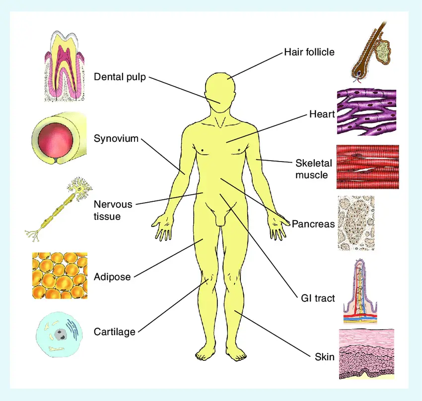 Um diagrama anatômico mostrando as localizações dos reservatórios de células-tronco no corpo humano.