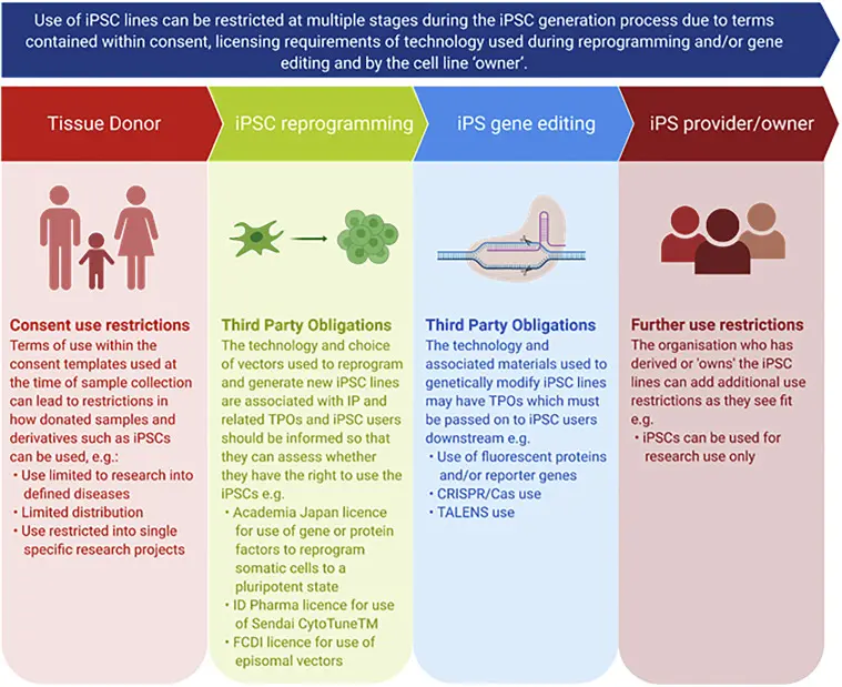 Um infográfico mostrando as potenciais aplicações das iPSCs na medicina 