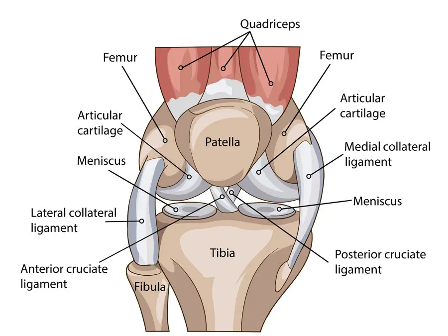 anatomia da articulação do joelho