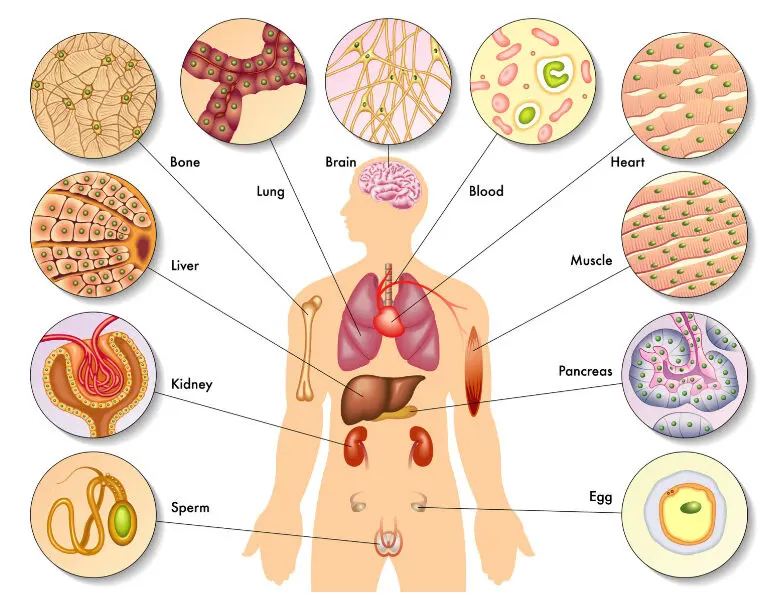 Uma ilustração mostrando a versatilidade das células-tronco se transformando em várias células do corpo.